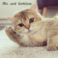 Ты мой Котёнок