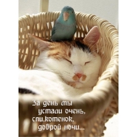 Доброй ночи, котенок