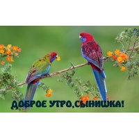 ДОБРОЕ УТРО, СЫНИШКА!