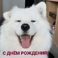 С ДНЁМ РОЖДЕНИЯ! От смешного песика