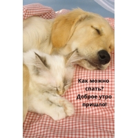 Как можно спать? Доброе утро пришло!
