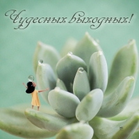 Чудесных выходных!