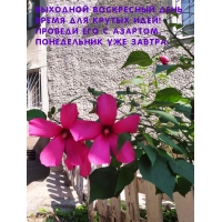 Выходной воскресный день время для крутых идей!