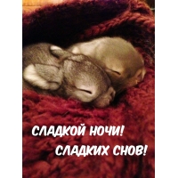 Сладкой ночи! Сладких снов!