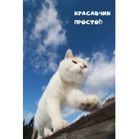 Красавчик просто!)