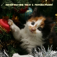 Поздравляю тебя с Рождеством!