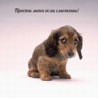Прости меня если сможешь!