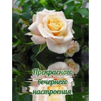 Прекрасного вечернего настроения