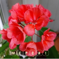 Мерси!