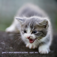 Даже в самом маленьком котенке — сидит тигр..