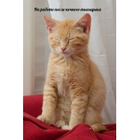 На работе после ночного тыгыдыка