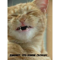 Думают, что хомяк сбежал!…