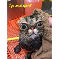 Где мой фен?