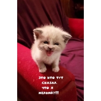 Это кто тут сказал, что я мелкий?!!!