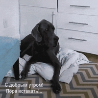 С добрым утром! Пора вставать!..