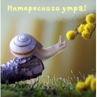 Интересного утра!
