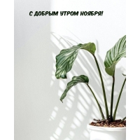 С добрым утром ноября!