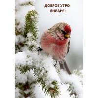 Доброе утро января!