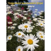 Чудесного июльского утра!