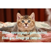 День проходит суетливый, вот уж вечер за окном…