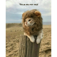 Что за лев этот тигр!